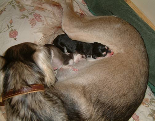 Coco with babies, a few hours old