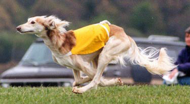 Tareef coursing - 18 months old
